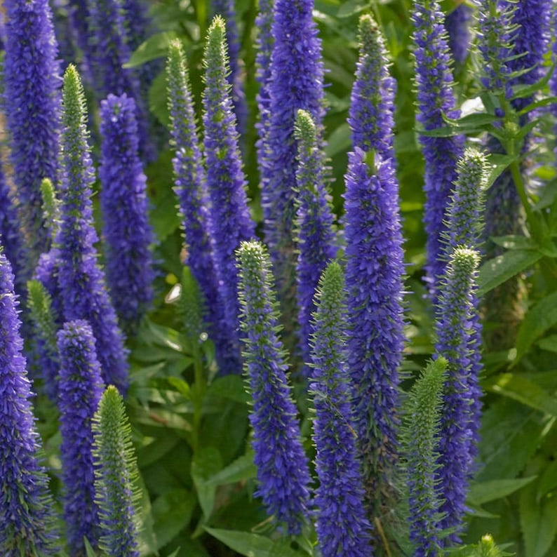 Veronica Spicata Seeds, or Spike Speedwell, Lovely Blue Blooms, Hardy Perennial Plant, Ground Cover or Container Plant, Blue Flower Spikes image 8