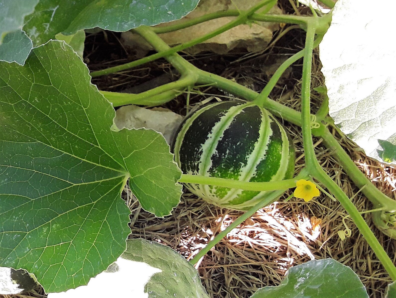 Kajari Melon Seeds Easy to Grow Melon Seeds Fruit Seeds Etsy