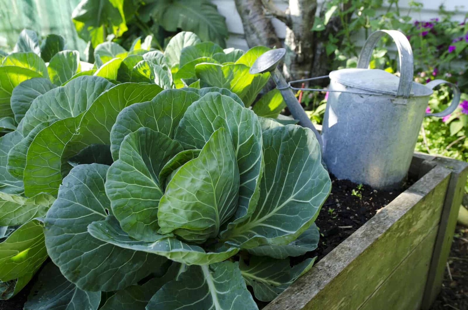 Early Round Dutch Cabbage Seeds Dutch Cabbage Easy to Grow Etsy