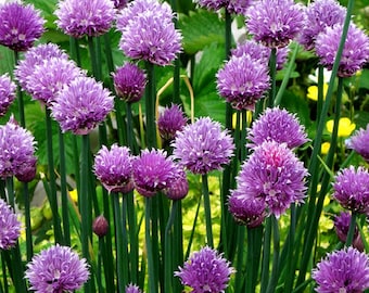 Organic Chives Seeds, Common Chives, Pink Bloom Chives, Culinary Herb, Mild Onion Flavor, Border and Container Plant, Companion Plant