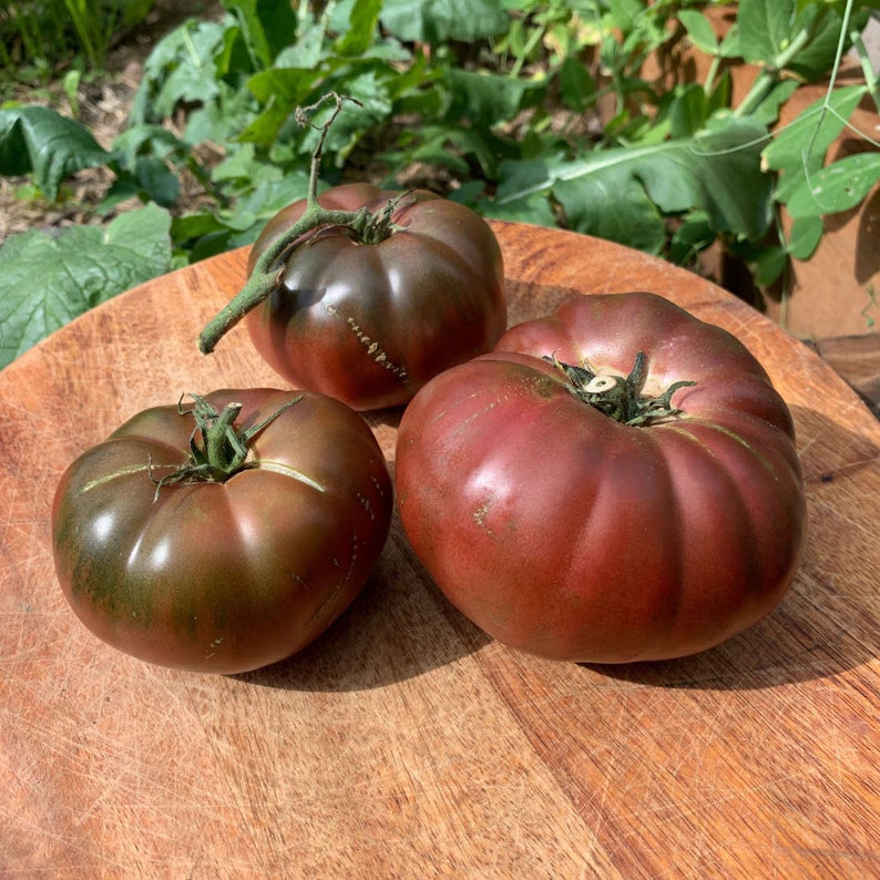 Black Krim Tomato Seeds Indeterminate Tomato Plant Most Etsy