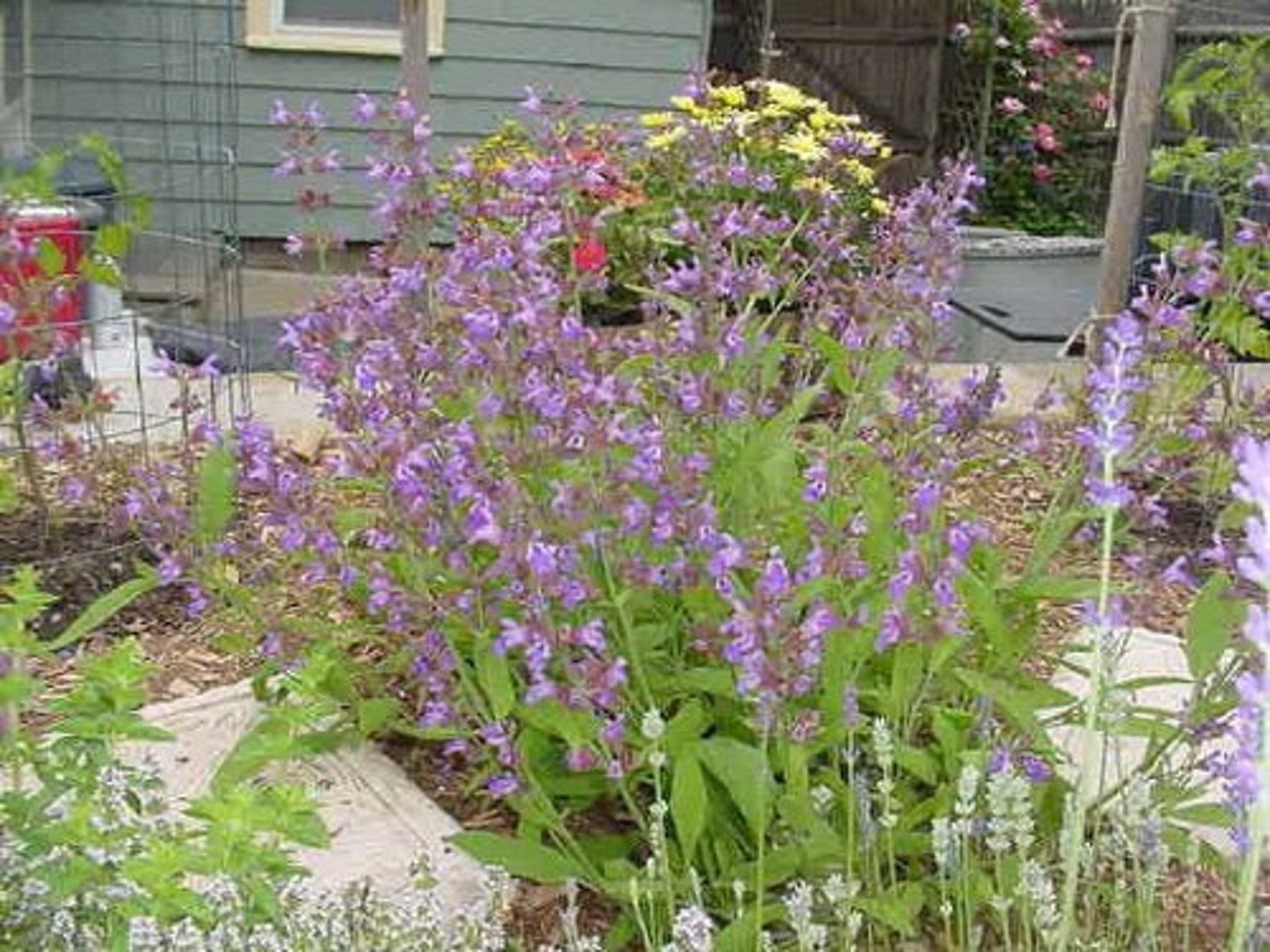 Sage Broadleaf Herb Seeds Easy to Grow Perennial Herb Etsy