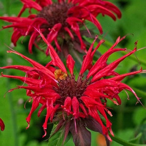 Scarlet Bee Balm Seeds, CHEAPER at GransGardenSeeds.com, Monarda Didyma Seeds, Attracts Pollinators, Perennial Culinary Herb, Red Bee Balm