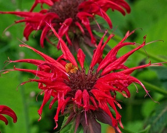 Scarlet Bee Balm Seeds, CHEAPER at GransGardenSeeds.com, Monarda Didyma Seeds, Attracts Pollinators, Perennial Culinary Herb, Red Bee Balm