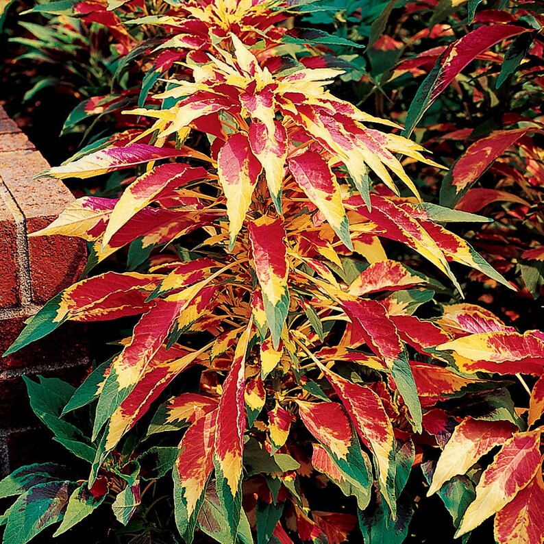 Amaranthus Tricolor Perfecta Seeds, Yellow and Red Tricolor Plant, Summer Poinsettia, Border Plant, Mass Planting, Beautiful Garden Plant image 7