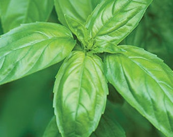 Genovese Basil Seeds, So Easy to Grow, Basil, Herb Seed, Container Plant, Companion Plant, baking, cooking, drying, flower arranging