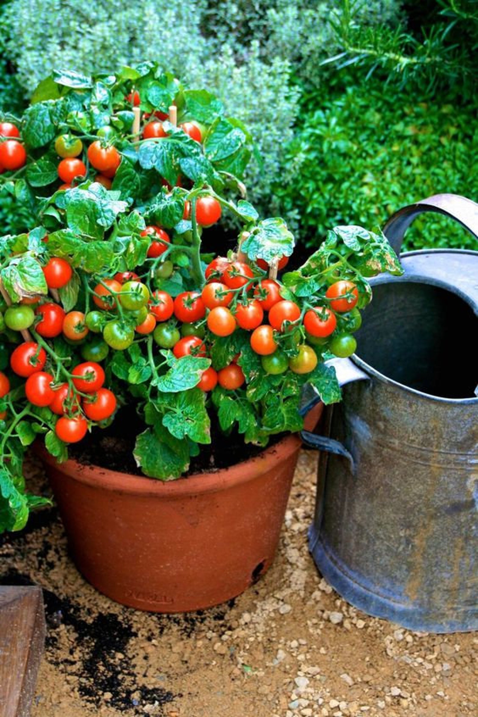 Isis Candy Cherry Tomato Seeds Fruity Flavor Easy to Grow Etsy