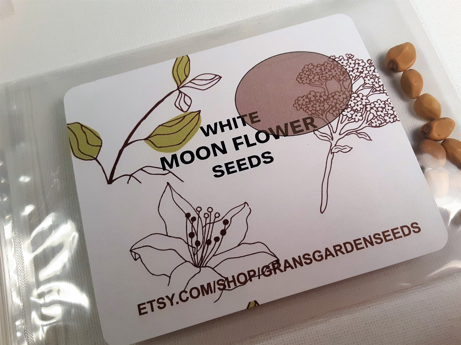 MOON FLOWER SEEDS easy to grow Fragrant White Flowers Etsy