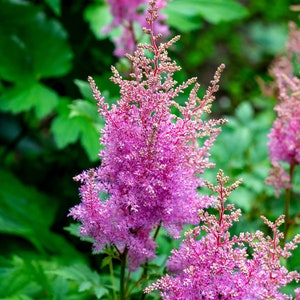 Astilbe Arendsii Bunter Mixed Color Seeds, Part Shade Perennial, Colorful Addition to Gardens, Used in Bridal Bouquets, Flower Arrangements image 7