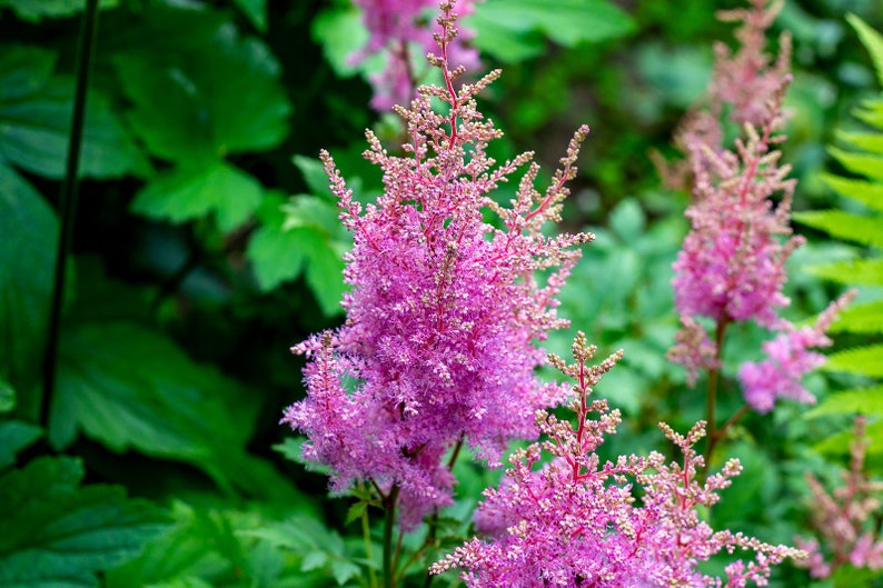 Astilbe Arendsii Bunter Mixed Color Seeds, Part Shade Perennial, Colorful Addition to Gardens, Used in Bridal Bouquets, Flower Arrangements image 7