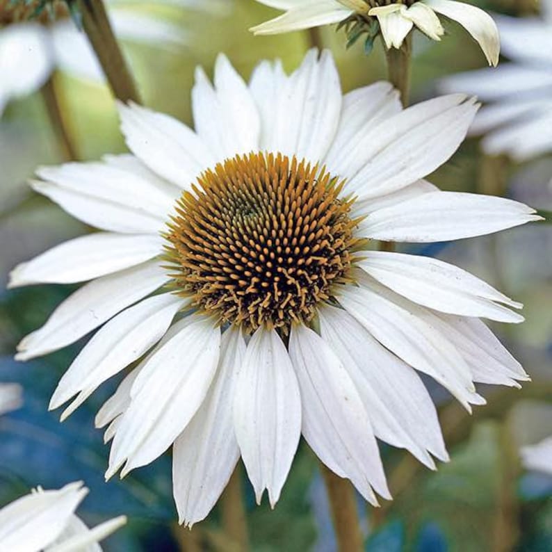 White Swan Coneflower Seeds Echinacea Purpurea Alba Fragrant Etsy
