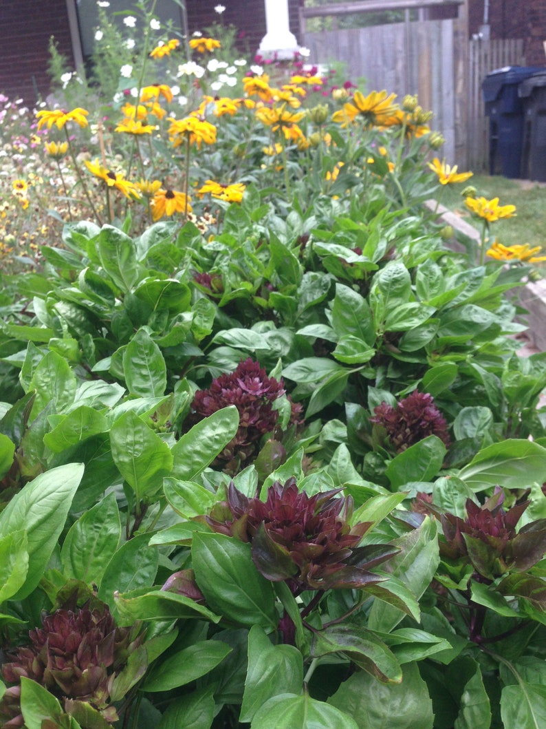 Cardinal Basil Seeds Basil Bushy Basil Seed Herb Seed Etsy