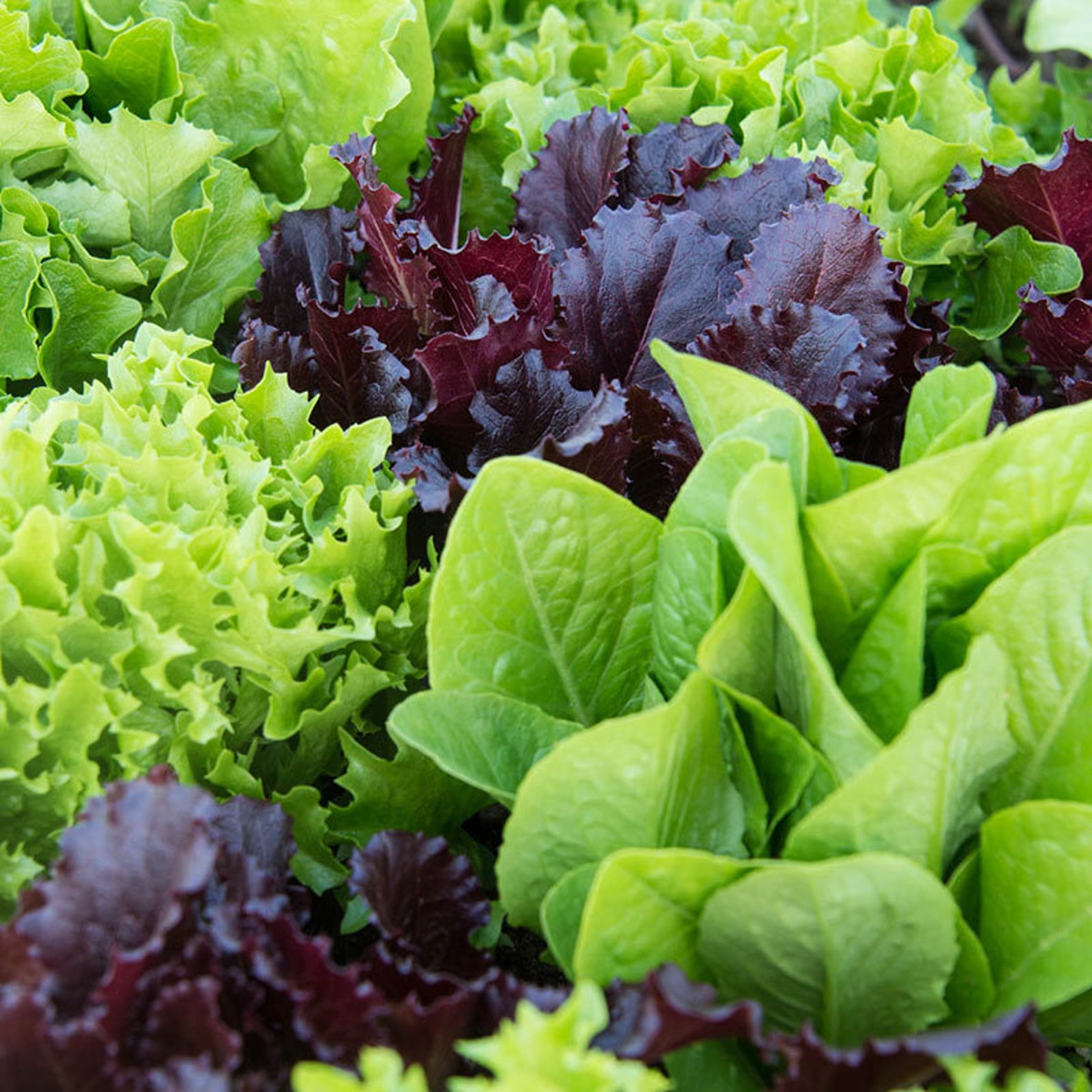 LETTUCE VARIETY Mix Seeds Super Easy to Grow Salad Seed Etsy