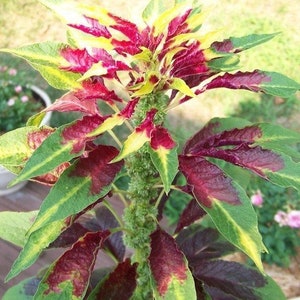 Amaranthus Tricolor Perfecta Seeds, Yellow and Red Tricolor Plant, Summer Poinsettia, Border Plant, Mass Planting, Beautiful Garden Plant image 3