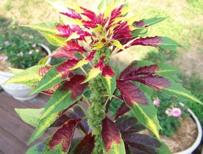 Amaranthus Tricolor Perfecta Seeds, Yellow and Red Tricolor Plant, Summer Poinsettia, Border Plant, Mass Planting, Beautiful Garden Plant image 3