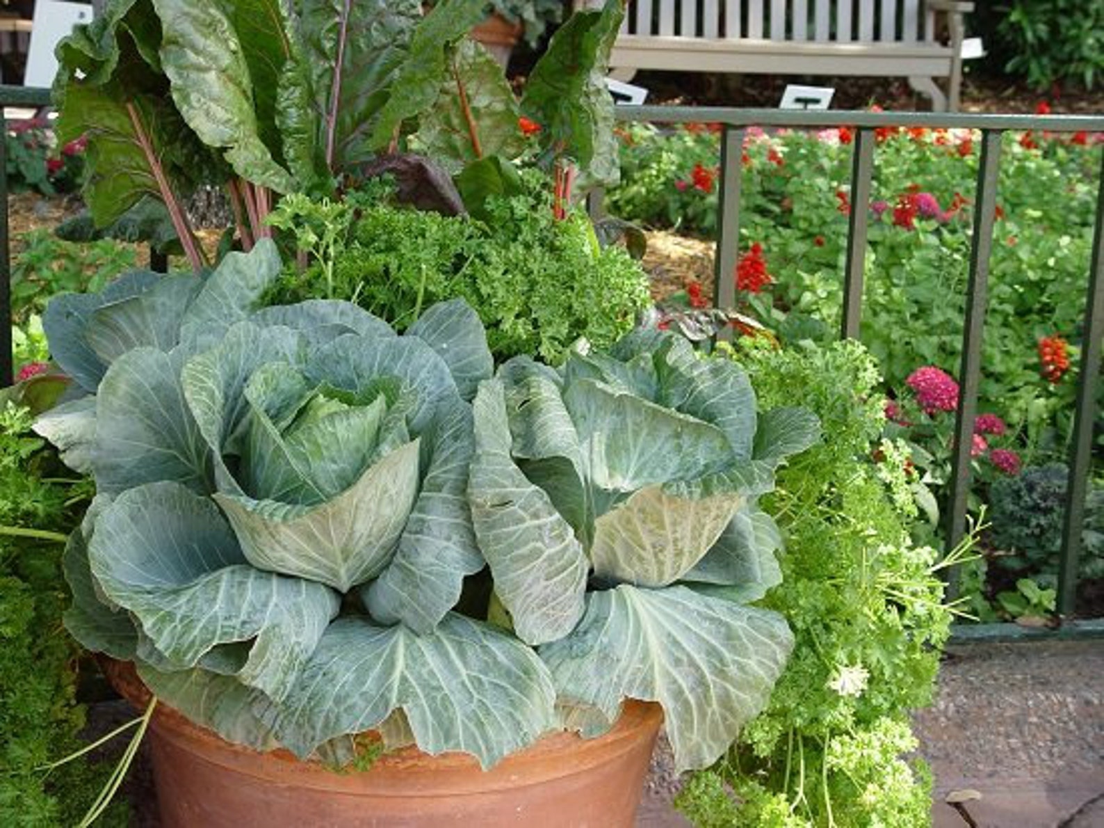 Early Round Dutch Cabbage Seeds Dutch Cabbage Easy to Grow Etsy