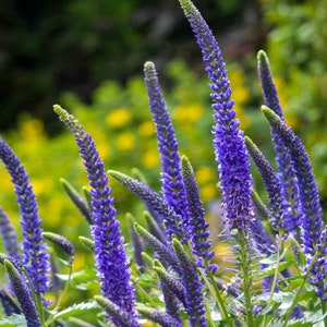 Veronica Spicata Seeds, or Spike Speedwell, Lovely Blue Blooms, Hardy Perennial Plant, Ground Cover or Container Plant, Blue Flower Spikes image 5