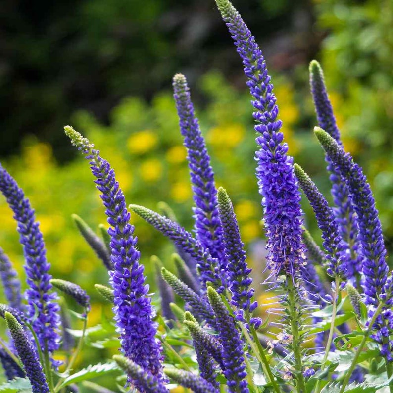 Veronica Spicata Seeds, or Spike Speedwell, Lovely Blue Blooms, Hardy Perennial Plant, Ground Cover or Container Plant, Blue Flower Spikes image 5