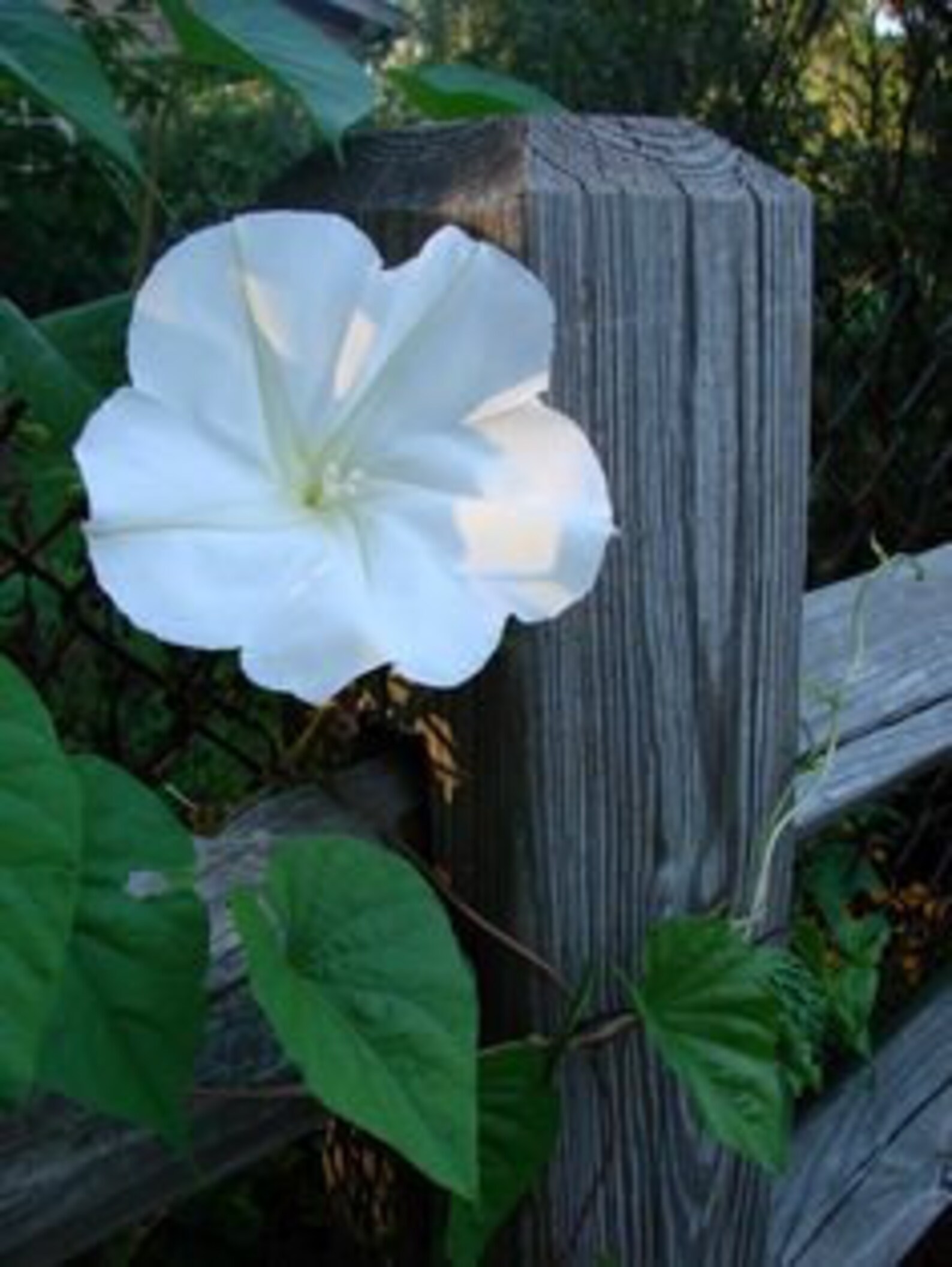 MOON FLOWER SEEDS easy to grow Fragrant White Flowers Etsy