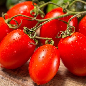 Roma Tomato Seeds, Organic Italian Tomato, Flavorful, Vegetable Garden, Tomato Paste and Canning, Container, Home Grown Tomatoes