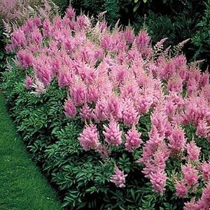 Astilbe Arendsii Bunter Mixed Color Seeds, Part Shade Perennial, Colorful Addition to Gardens, Used in Bridal Bouquets, Flower Arrangements image 2