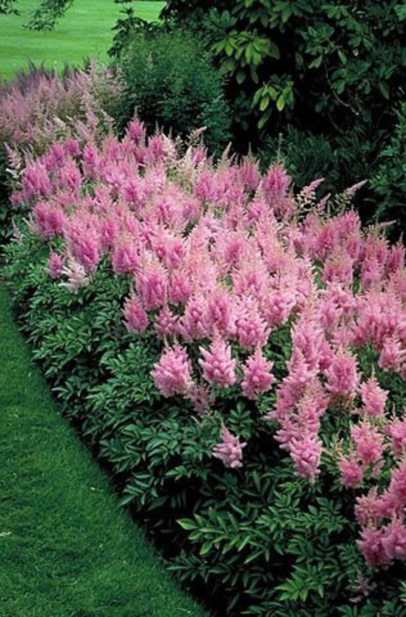 Astilbe Arendsii Bunter Mixed Color Seeds, Part Shade Perennial, Colorful Addition to Gardens, Used in Bridal Bouquets, Flower Arrangements image 2