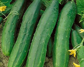 Straight Eight Cucumber Heirloom Seeds, Classic Cucumber, Easy to Grow, Garden Seeds, Veggie Seeds, Vegetable Seeds, Great Slicer Cucumber