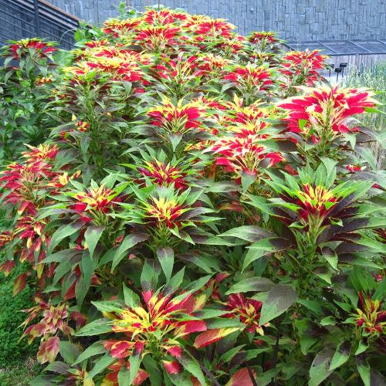 Amaranthus Tricolor Perfecta Seeds, Yellow and Red Tricolor Plant, Summer Poinsettia, Border Plant, Mass Planting, Beautiful Garden Plant image 9