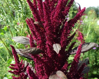 Red Garnet Amaranth Seeds, Annual Red Border Flower, Beautiful Red Microgreens, Cut Flower Garden, Seeds, Natural Bird Feeder, Zones 3 - 12