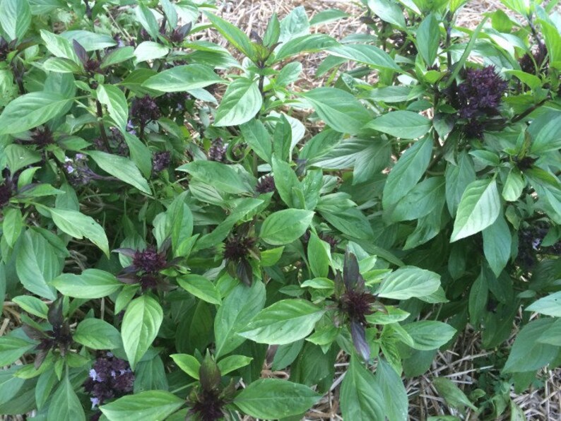 Cardinal Basil Seeds Basil Bushy Basil Seed Herb Seed Etsy