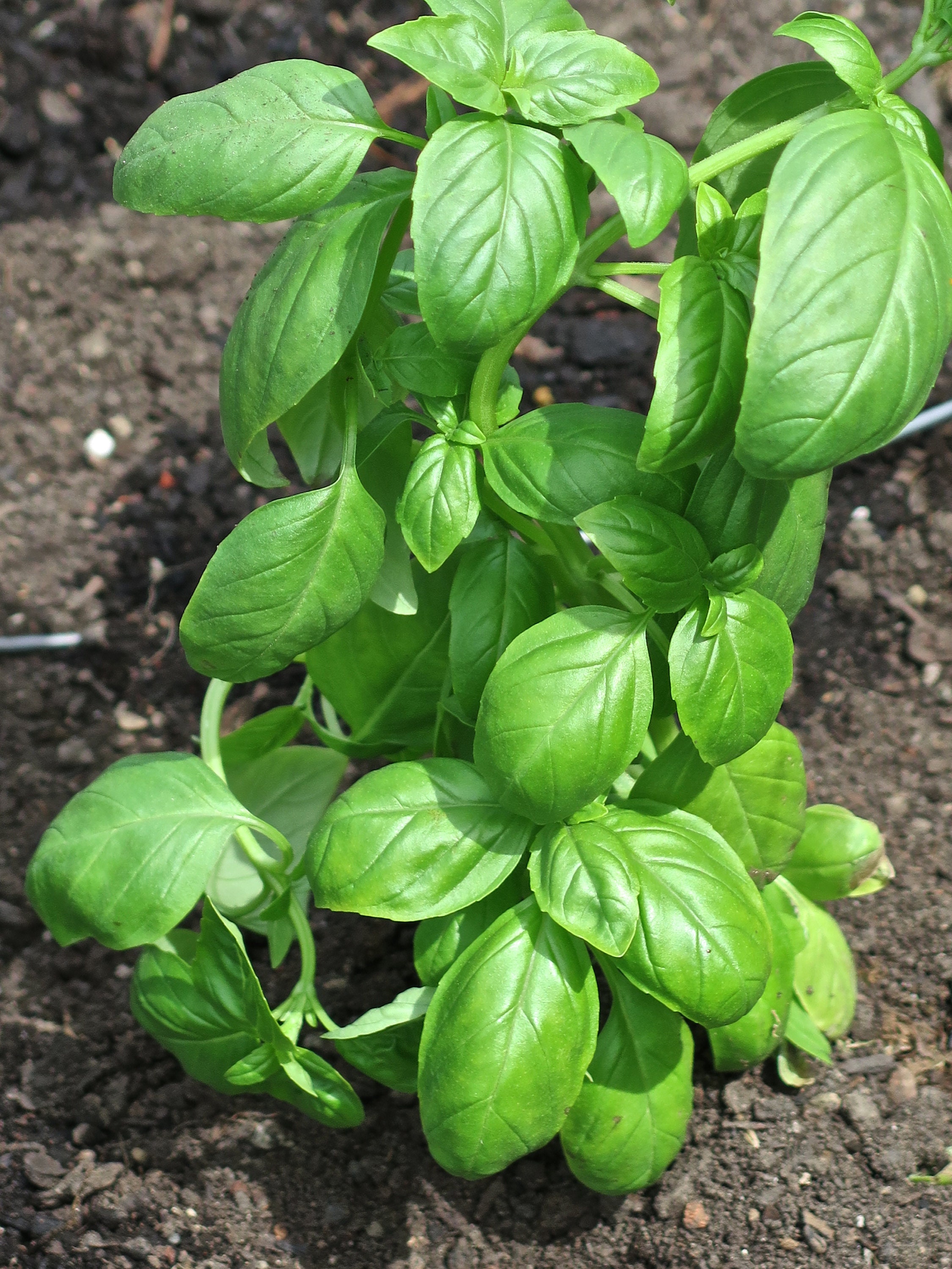 Genovese Basil Seeds So Easy to Grow Basil Herb Seed Etsy