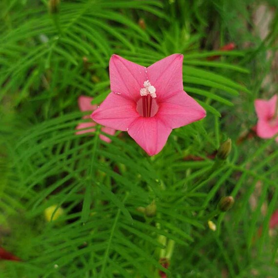 Ipomoea Pennata 20 SEEDS Cypress Vine Seeds ~ Bright Pink Hummingbird VINE 