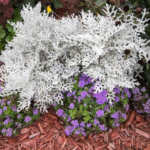 Dusty Miller Seeds, Silvery Gray Foliage Border Plant, Dusty Miller Container Plant, Contrast Plant, Easy to Grow, Gray Accent Plant