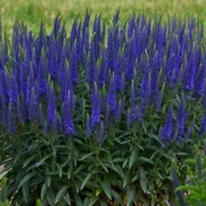 Veronica Spicata Seeds, or Spike Speedwell, Lovely Blue Blooms, Hardy Perennial Plant, Ground Cover or Container Plant, Blue Flower Spikes image 6