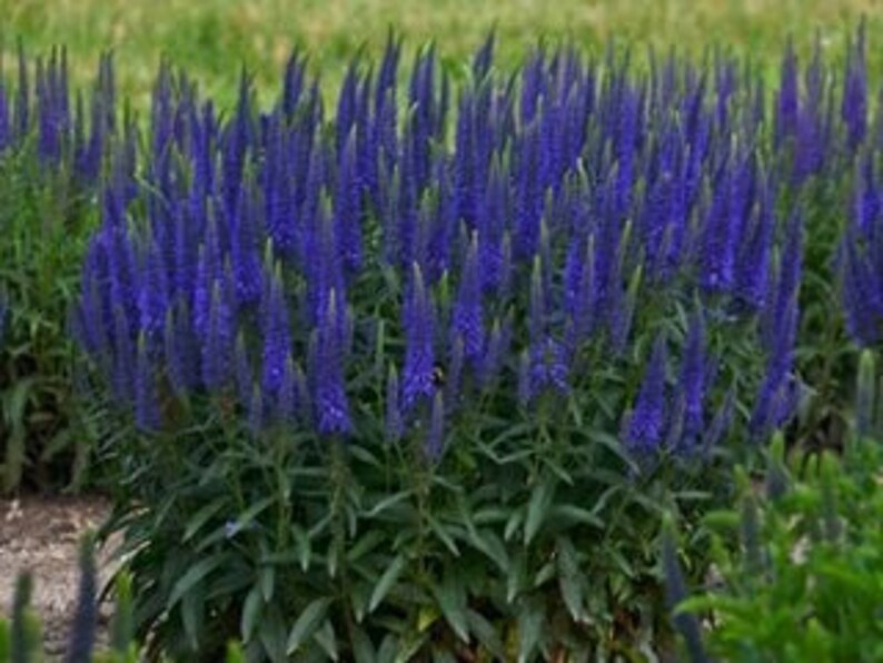 Veronica Spicata Seeds, or Spike Speedwell, Lovely Blue Blooms, Hardy Perennial Plant, Ground Cover or Container Plant, Blue Flower Spikes image 6