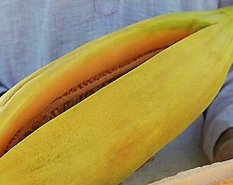 Banana Melon Seeds, Seriously Good Tasting Melon, Huge Banana Melon, Fruit Seeds, Easy to Grow Melon, Fragrant Melon, Long Yellow Melon