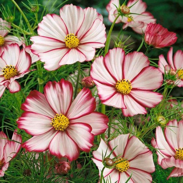 Cosmos Sensation Picotee Seeds, Cheaper Prices on my Website GransGardenSeeds.com, Mexican Asters,  Beautiful Red White Bloom,