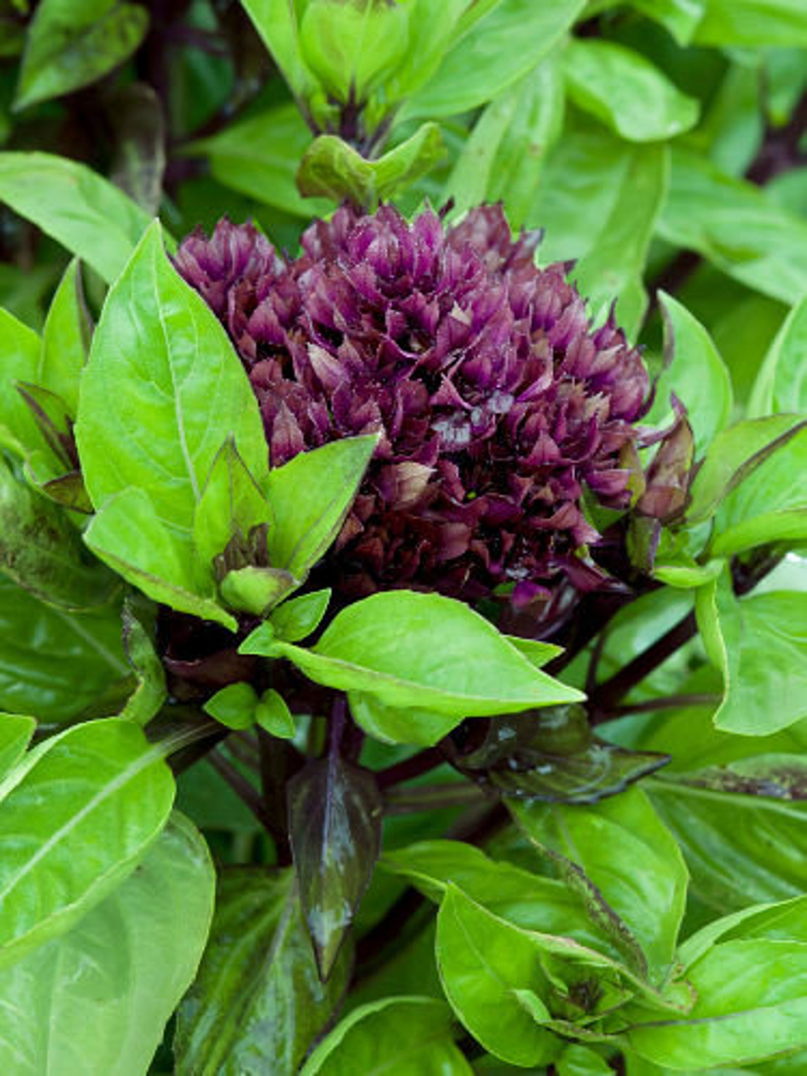 CARDINAL BASIL SEEDS Basil Bushy Basil Seed Herb Seed Etsy