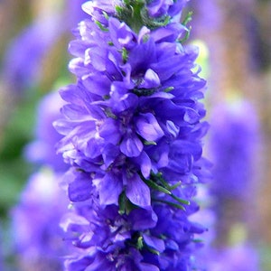 Veronica Spicata Seeds, or Spike Speedwell, Lovely Blue Blooms, Hardy Perennial Plant, Ground Cover or Container Plant, Blue Flower Spikes image 9