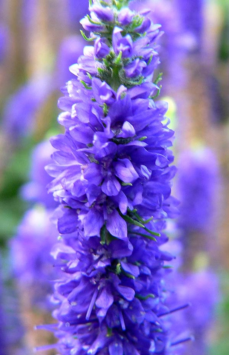 Veronica Spicata Seeds, or Spike Speedwell, Lovely Blue Blooms, Hardy Perennial Plant, Ground Cover or Container Plant, Blue Flower Spikes image 9