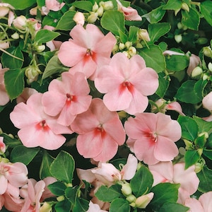 Pink Impatiens Seeds, Baby Pink Impatiens, Shade Ground Cover Flowers, Pink Flowers, Garden Border or Container Garden, Impatiens Baby Pink
