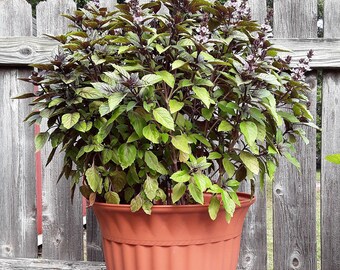 Cinnamon Basil Seeds, Very Easy to Grow, Great Companion Plant, Herb Garden Seeds, Container Garden, Pollinators Love the Beautiful Blooms