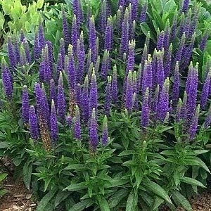 Veronica Spicata Seeds, or Spike Speedwell, Lovely Blue Blooms, Hardy Perennial Plant, Ground Cover or Container Plant, Blue Flower Spikes image 2