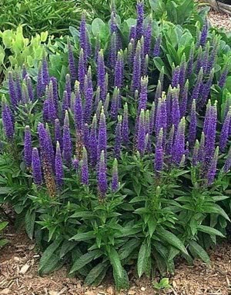 Veronica Spicata Seeds, or Spike Speedwell, Lovely Blue Blooms, Hardy Perennial Plant, Ground Cover or Container Plant, Blue Flower Spikes image 2