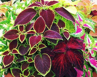 Coleus Rainbow Seeds, Mix of Colors, Shade Lover Plants, Vibrant Bold Coleus Colors, Great Container Shade Plant, Colorful Border Plant