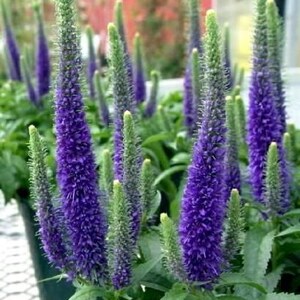 Veronica Spicata Seeds, or Spike Speedwell, Lovely Blue Blooms, Hardy Perennial Plant, Ground Cover or Container Plant, Blue Flower Spikes image 10