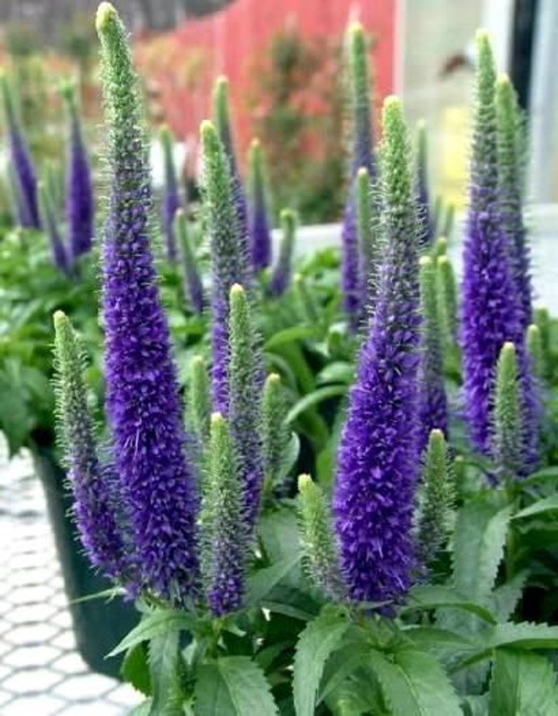 Veronica Spicata Seeds, or Spike Speedwell, Lovely Blue Blooms, Hardy Perennial Plant, Ground Cover or Container Plant, Blue Flower Spikes image 10