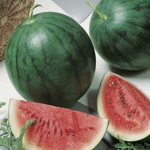 Sugar Baby Watermelon Seeds, Citrullus lanatus, Easy to Grow, Sweet Delicious Melon, Fruit Garden, Small Watermelon, Good Producer
