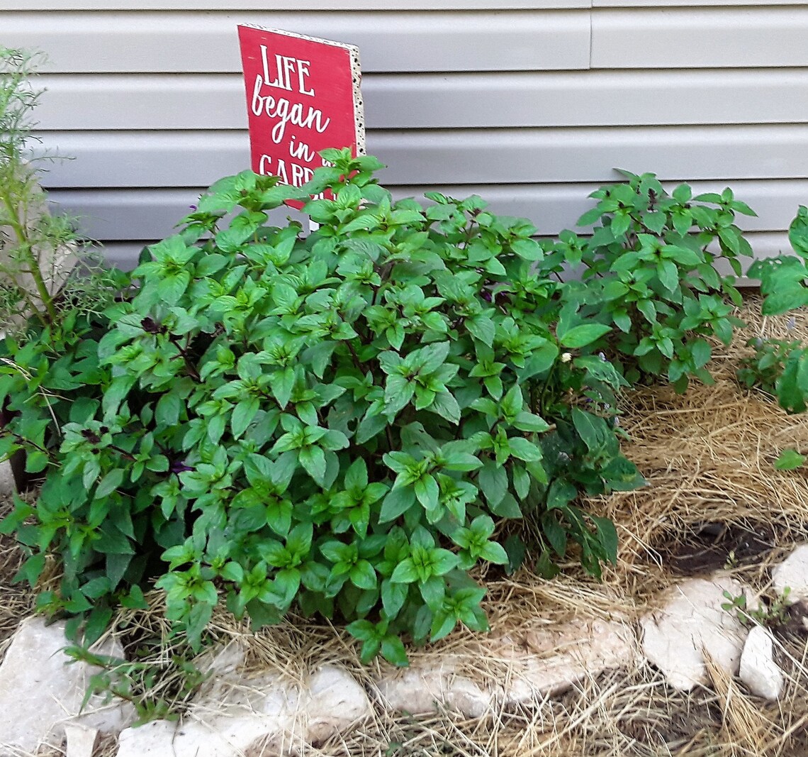 Cinnamon Basil Seeds Very Easy to Grow Great Companion Etsy