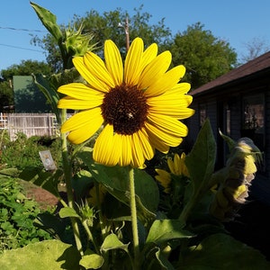 Sunflower Mixed Bloom Bulk Seeds, Over 250 Sunflower Seeds, Beautiful Sunflowers, Garden Seeds, Sunflower Field Seeds, Flower Garden Seeds